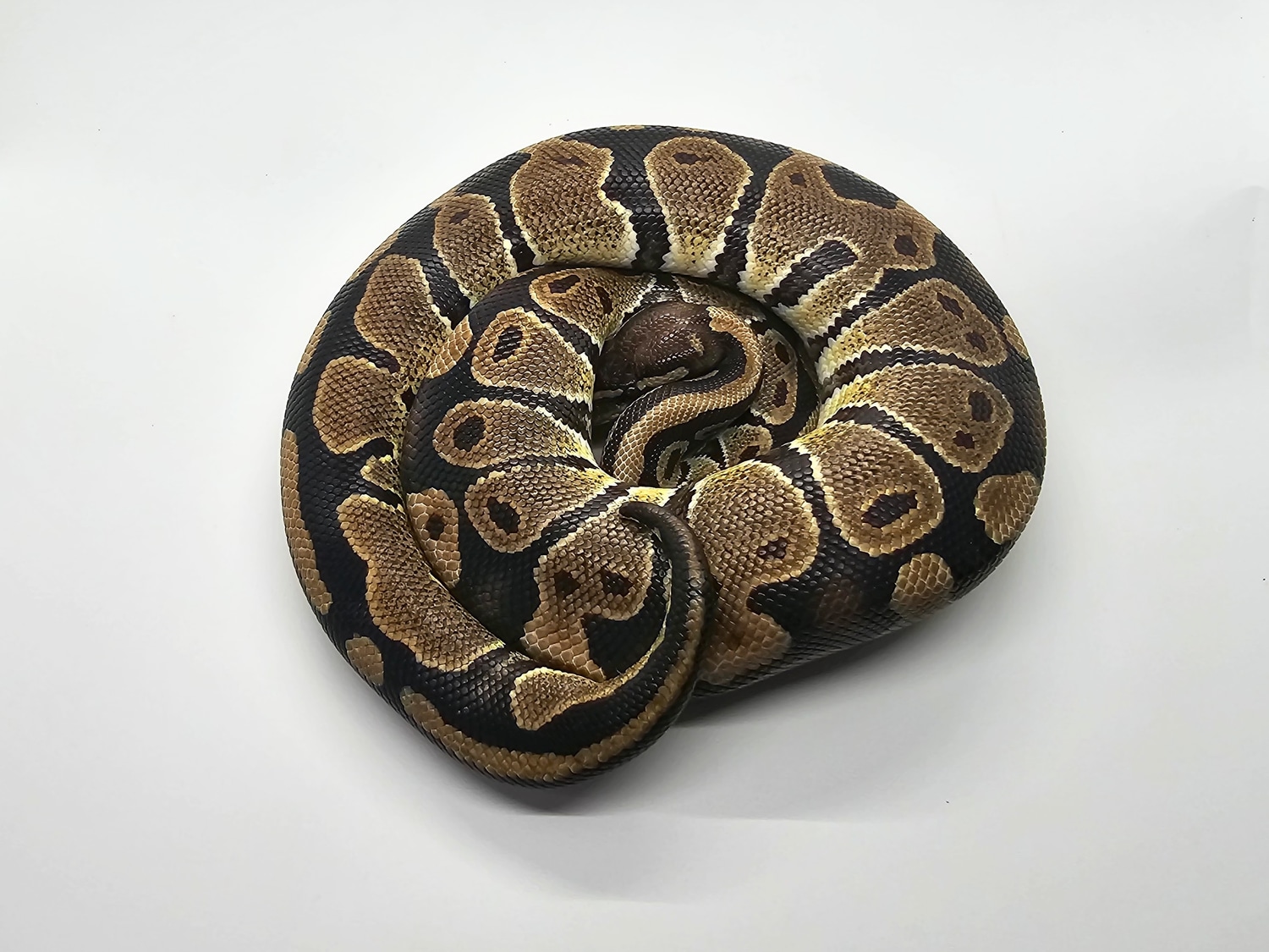 DH Zebra Ultramel Ball Python by Steve's Morphs - MorphMarket