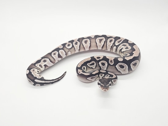 Mojave VPI Axanthic Het Desert Ghost Ball Python by Steve's Morphs