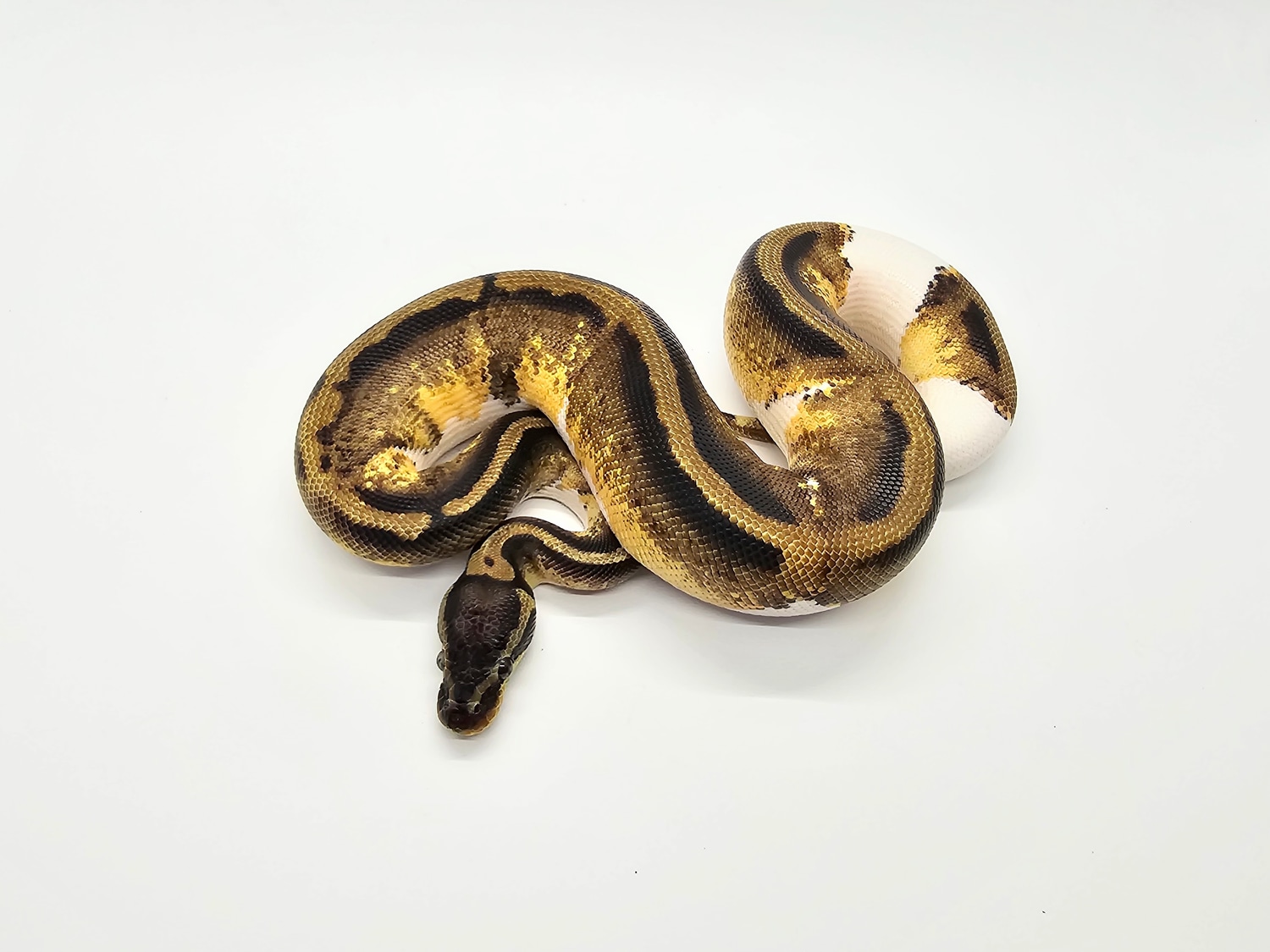 Pastel Pied Ball Python by Steve's Morphs - MorphMarket