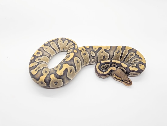 Chocolate Enchi Hypo Het Desert Ghost Ball Python by Steve's Morphs