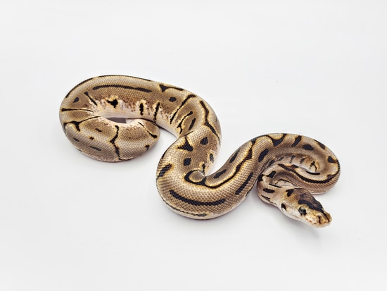 Spider Puzzle 50% Het Ultramel Ball Python by Steve's Morphs