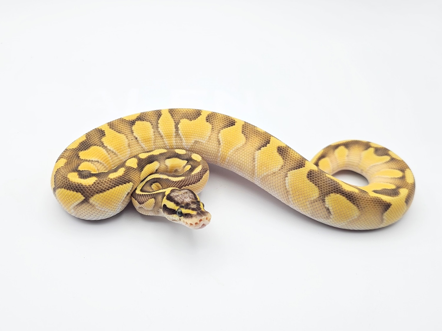 Pair Male Pastel Fire DH Zebra Hypo Female Pastel Butter DH Zebra Hypo ...