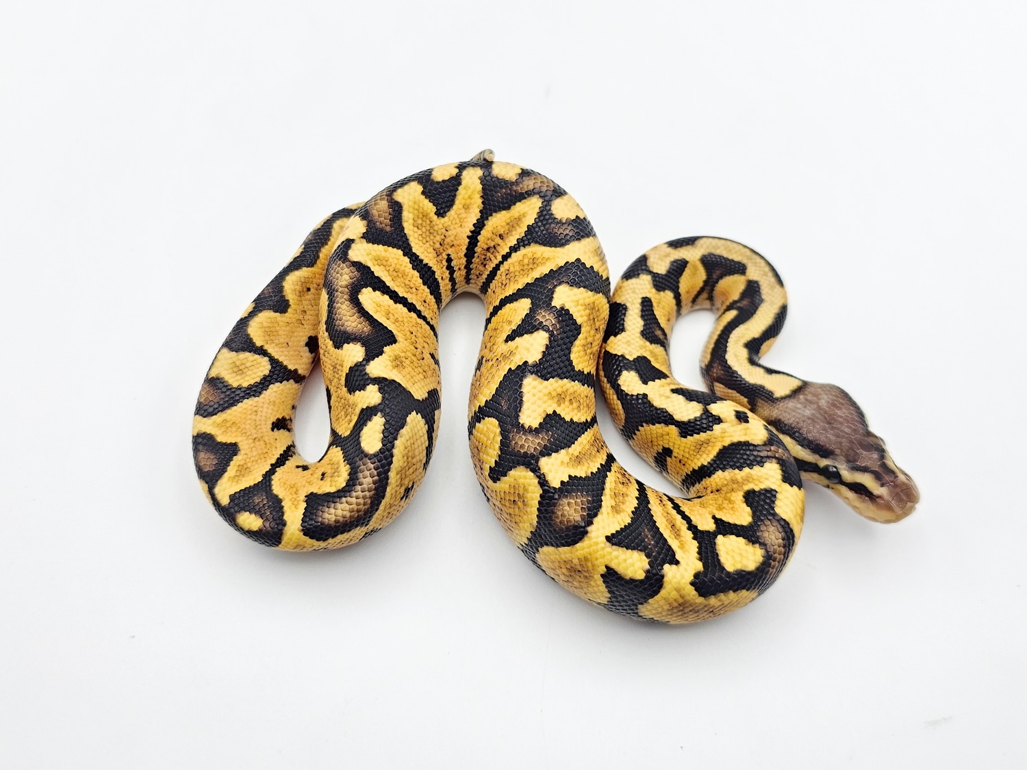 Pastel Zebra Ball Python by Steve's Morphs - MorphMarket