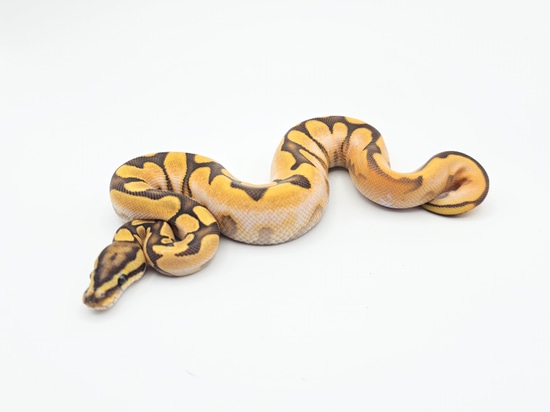 Orange Dream Enchi Calico Fire Hypo Ball Python by Steve's Morphs
