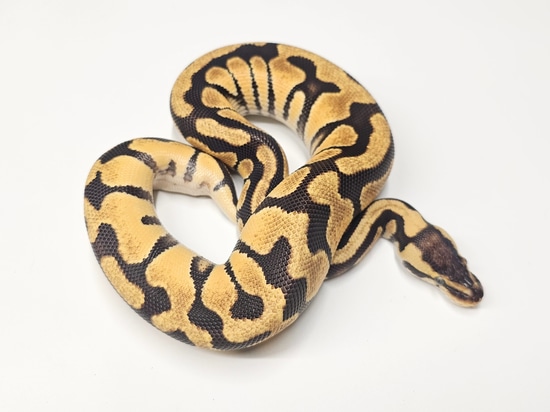 Pastel Enchi DH Puzzle Hypo PH Ultramel Ball Python by Steve's Morphs