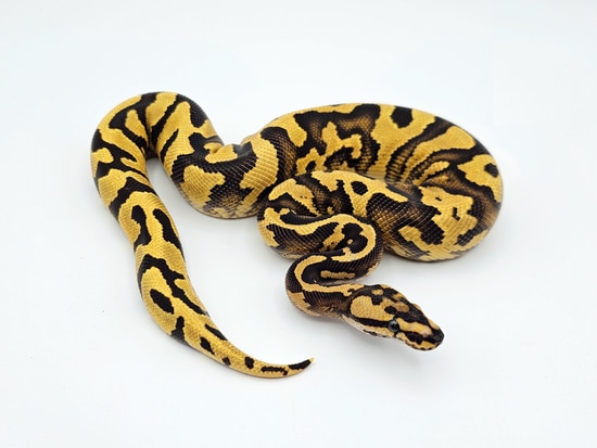 Acid Red Stripe Fire YB Het Clown Ball Python by Steve's Morphs