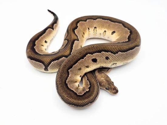 Red Stripe Cinnamon Clown Ball Python by Steve's Morphs