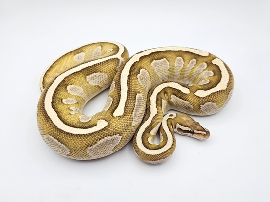 Fire Lesser Het Tri-Stripe Ball Python by Steve's Morphs