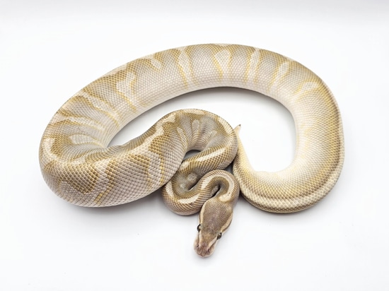 Super Butter Python Super Chocolate Butter Hypo Ball Python by Steve's Morphs