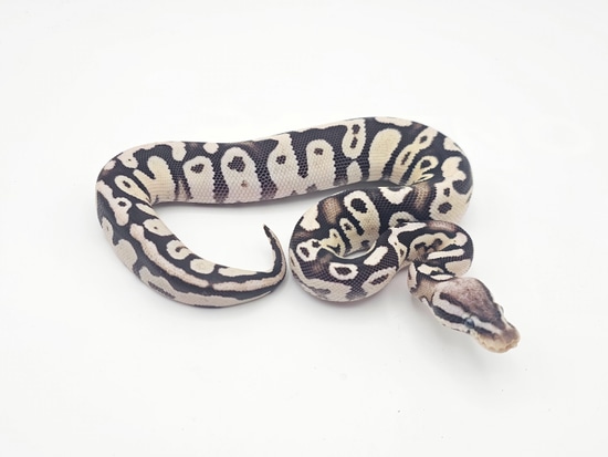 Firefly TSK Axanthic Ball Python by Steve's Morphs