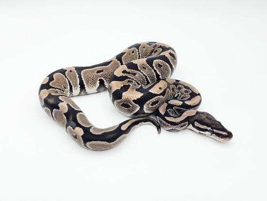 VPI Axanthic Het Desert Ghost Ball Python by Steve's Morphs