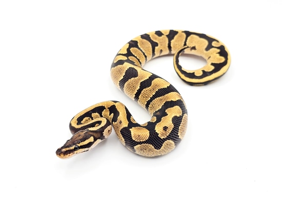Fire Het Zebra Ball Python by Steve's Morphs