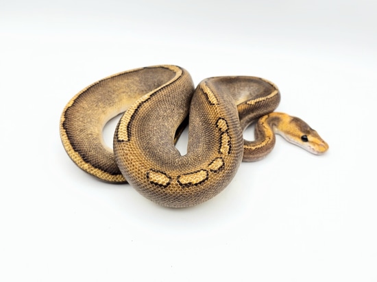 Cinnamon Champagne Ball Python by Steve's Morphs