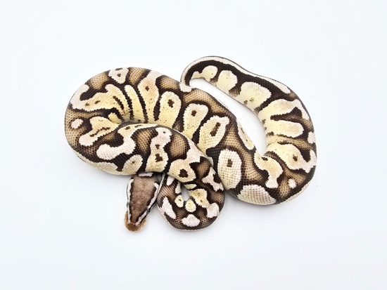 Firefly VPI Axanthic Ball Python by Steve's Morphs