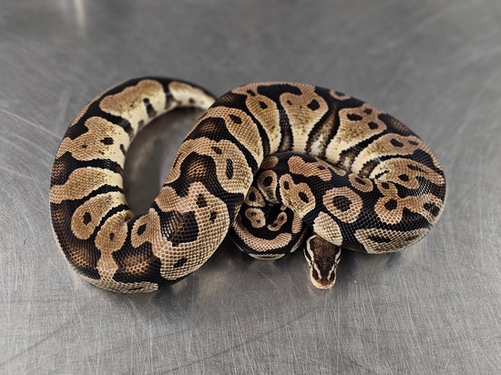 Pastel DH Hypo Desert Ghost Ball Python by Steve's Morphs