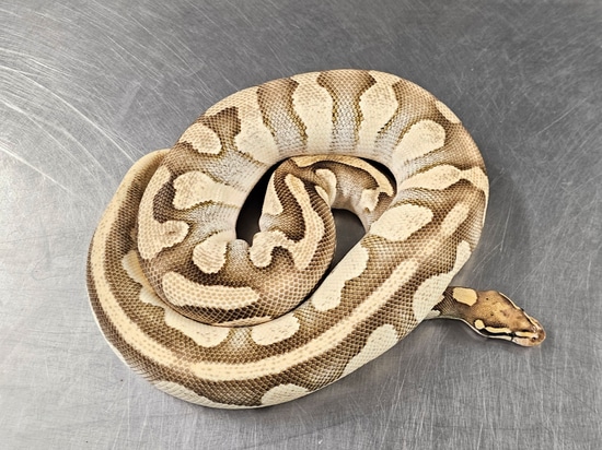 mojave dbl het dreamsicle ball python by fire ball... Orange Dream Fire Mojave Ball Python by Steve's Morphs