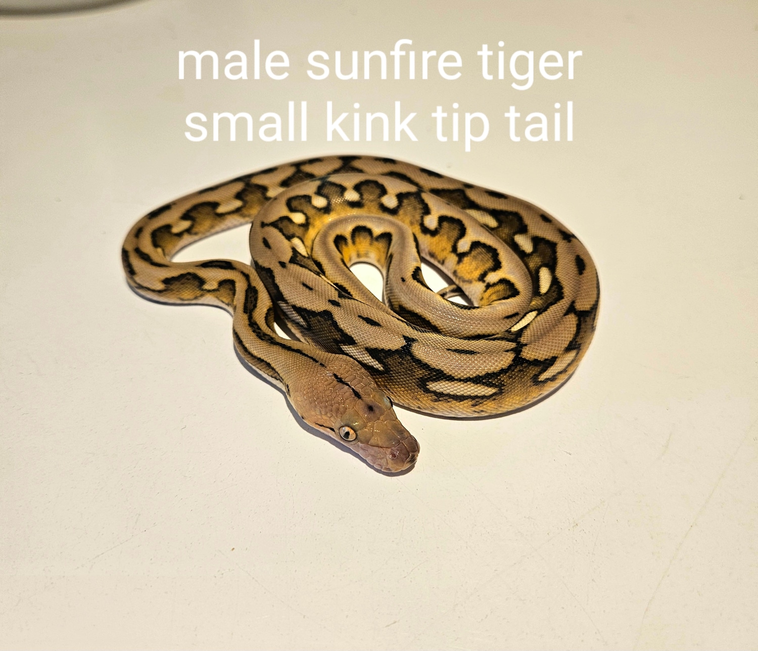 Sunfire tiger super dwarf cb reticulated python by sng reptiles
