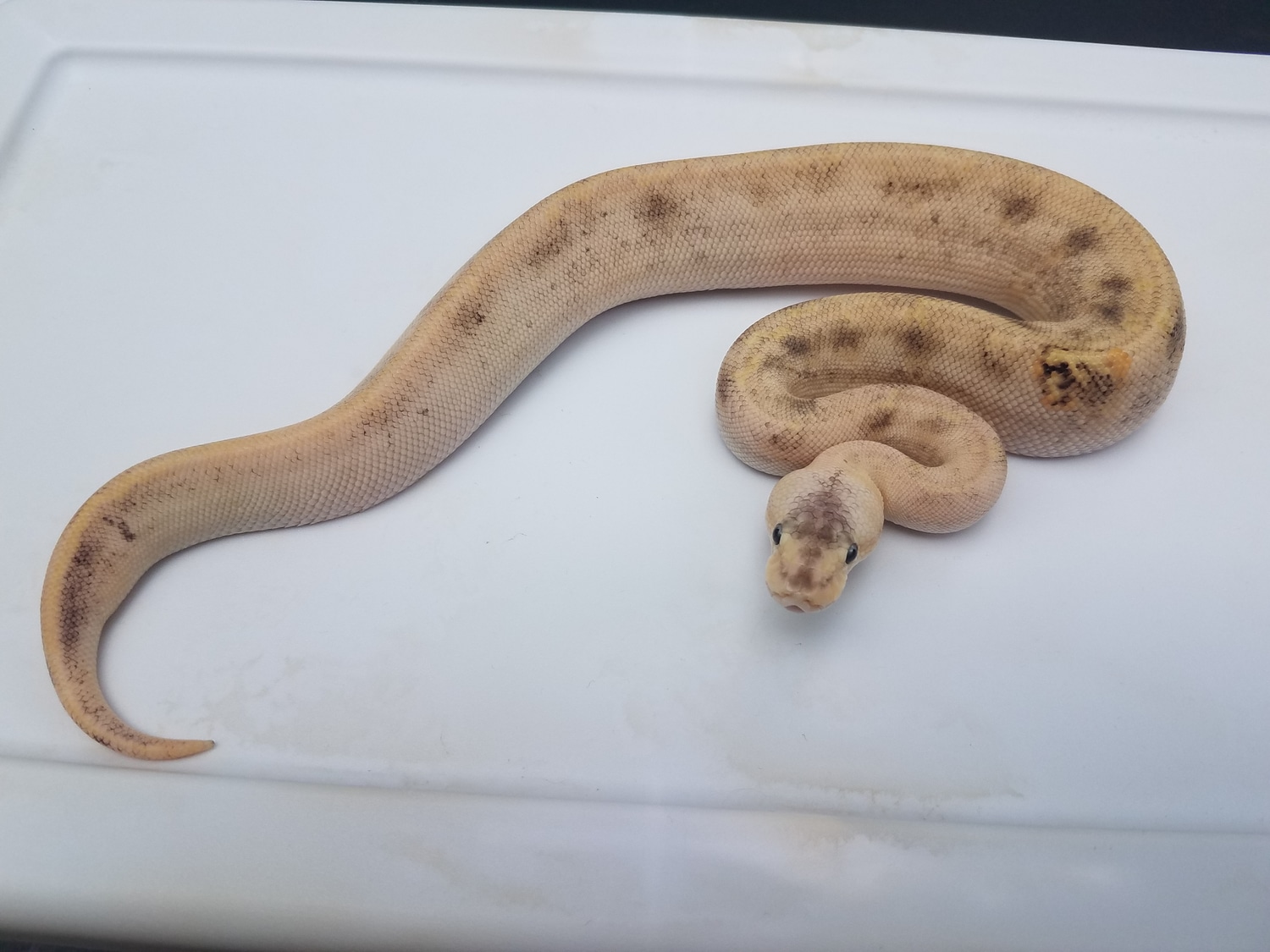 Pastel Champagne 100% Het Albino Ball Python by Steves Serpents ...
