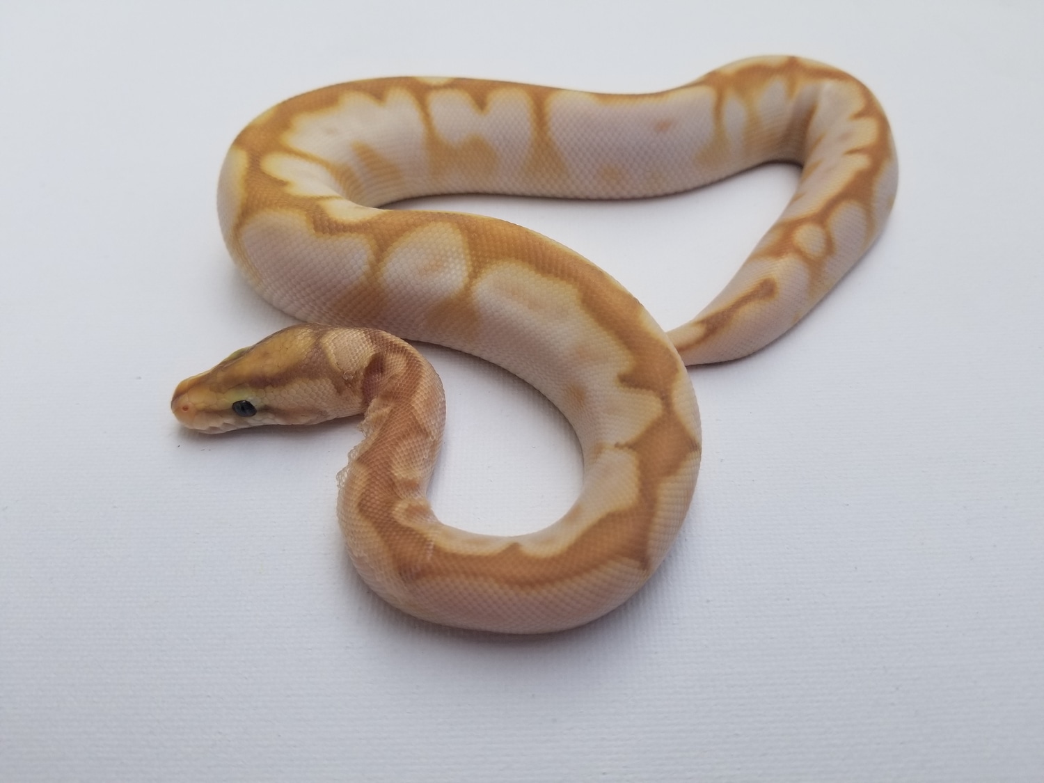 Banana Calico Lesser Spider Ball Python by Steves Serpents MorphMarket