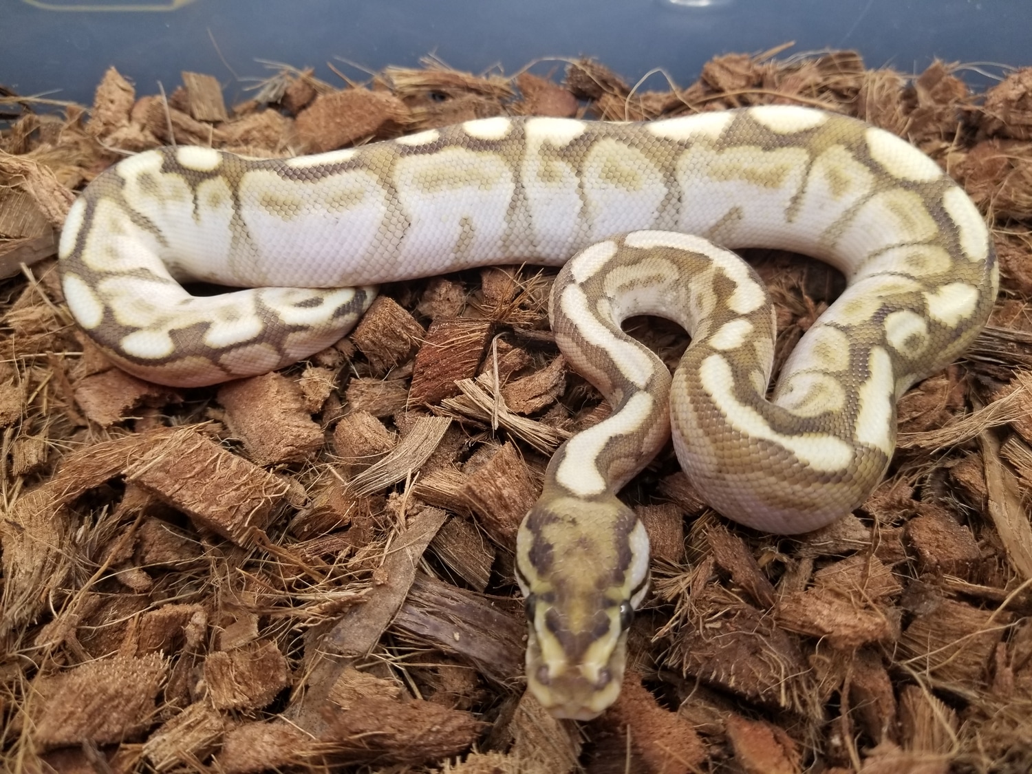 Lesserbee Paint Ball Python by Steves Serpents MorphMarket