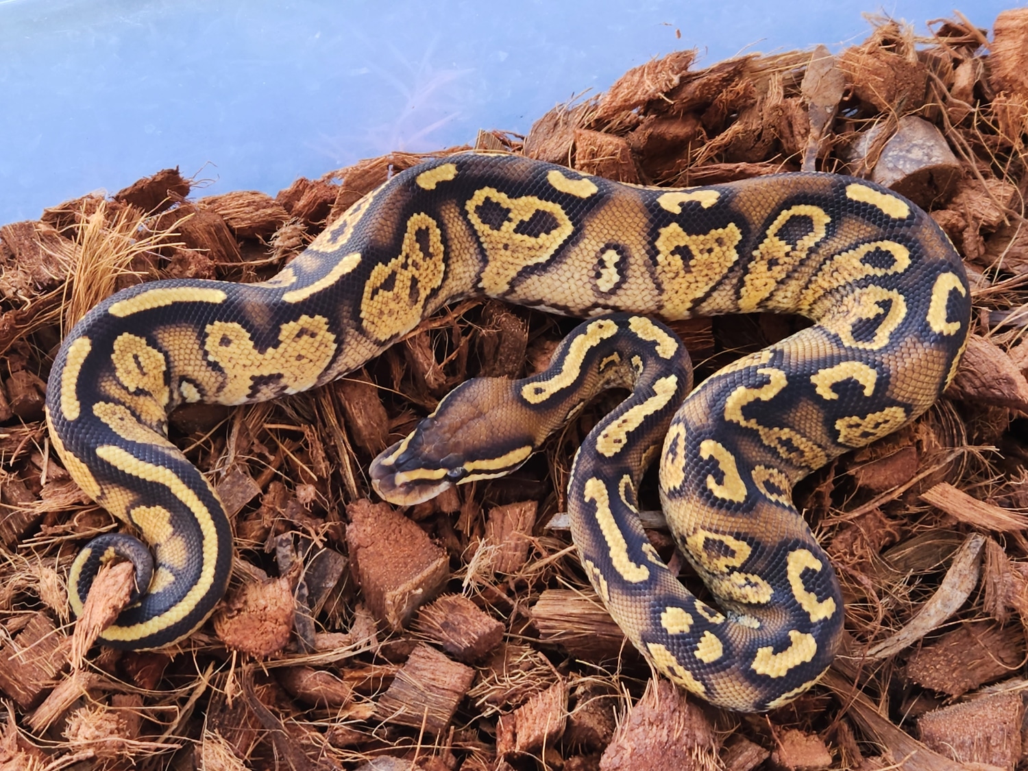Paint Ball Python by Steves Serpents MorphMarket