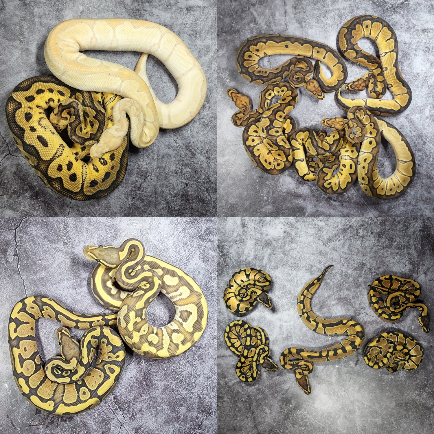 Wholesale Lot Clown Combos / Hypo Het Pied Combos Etc (14 Animals) Ball