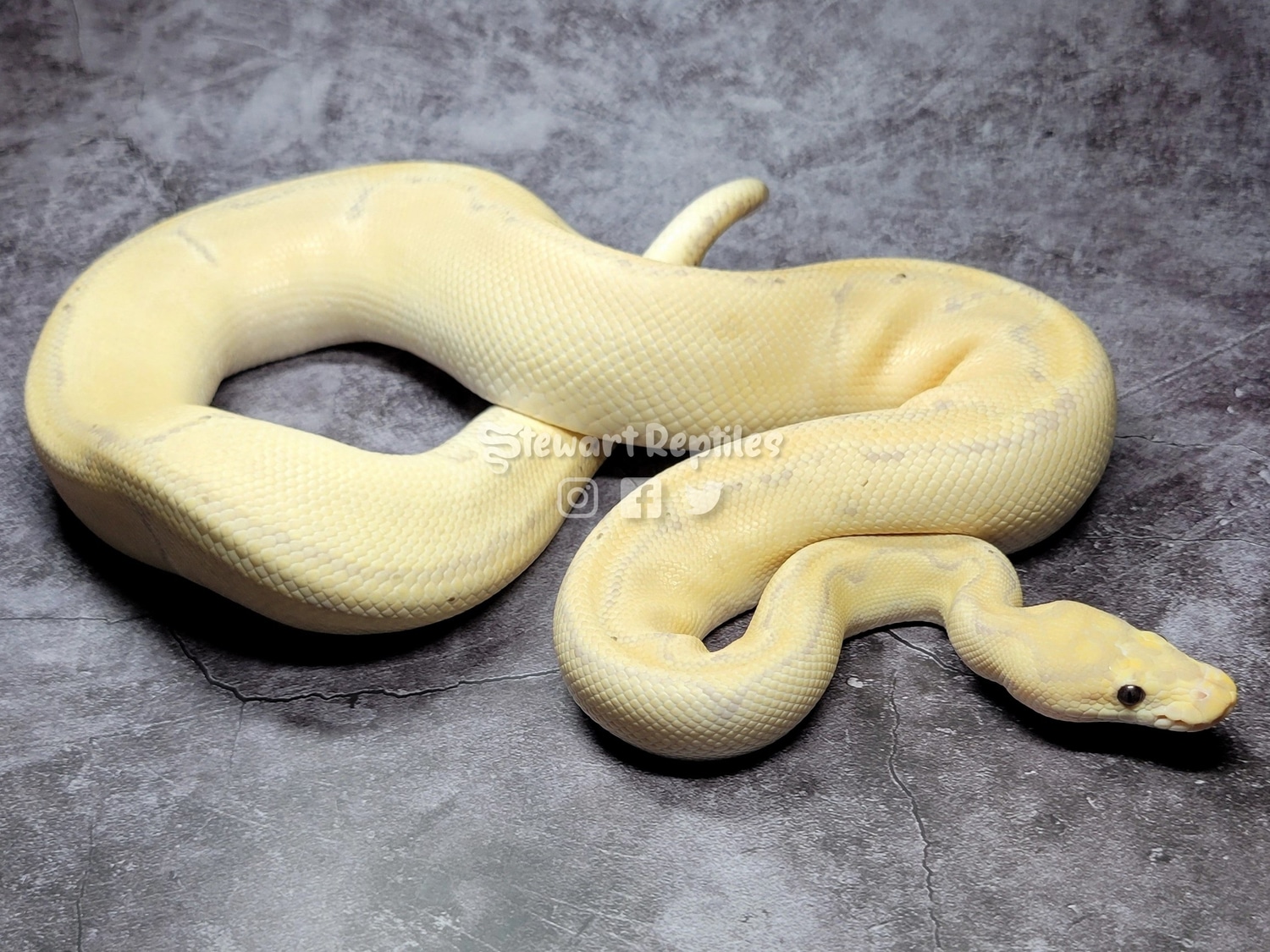 Banana Clown Ball Python by Stewart Reptiles MorphMarket