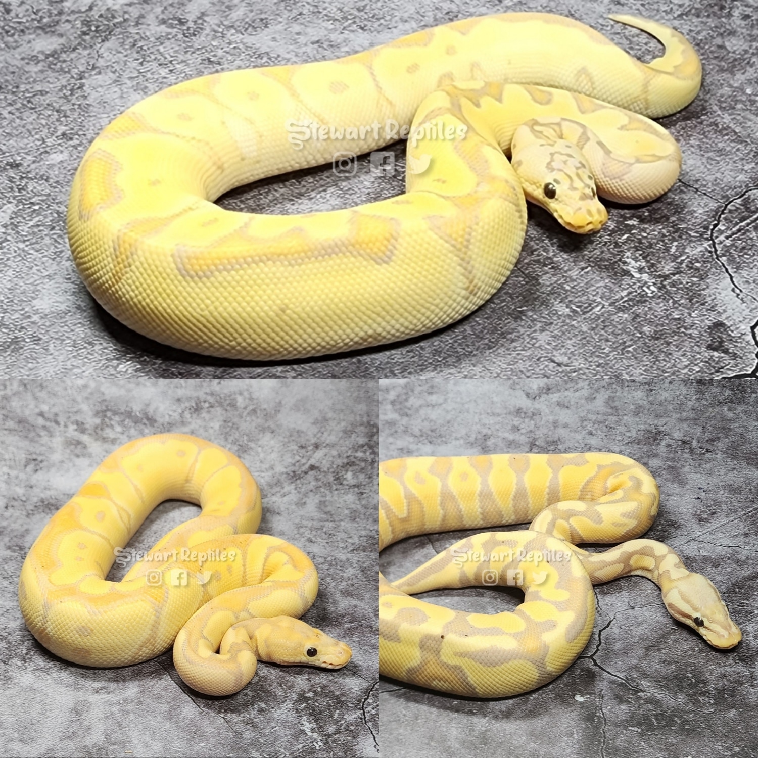 Wholesale Package Deal 16 Animals (Mix Species) Many Females Ball