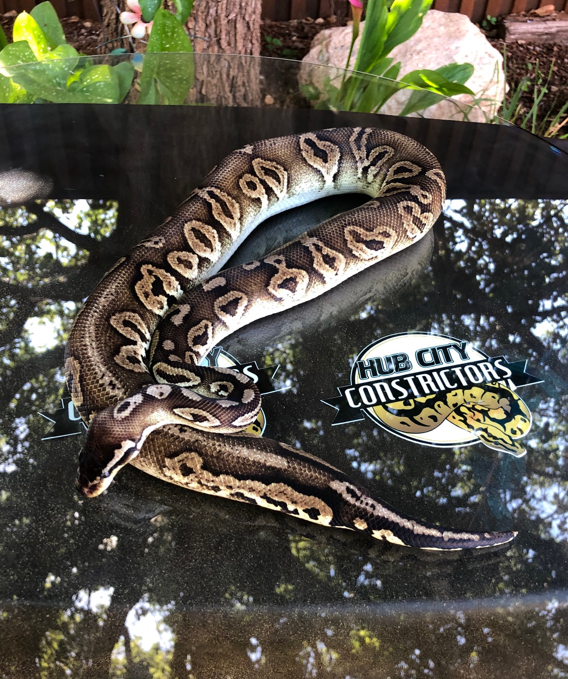 Pastel Cinnamon Ball Python by Hub City Constrictors - MorphMarket