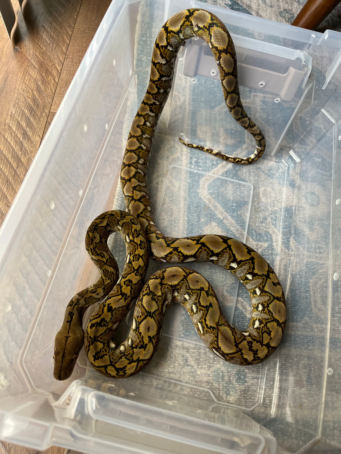 2020 Pure Super Dwarf Female Reticulated Python by Black Snake Exotics ...