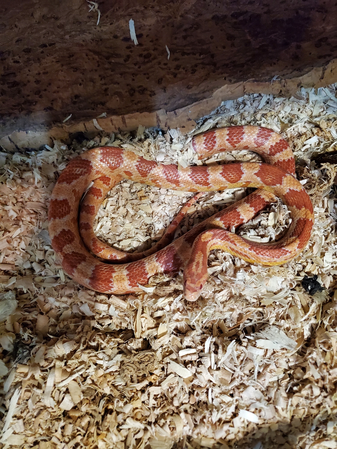 Corn Snake by Sticky Claw Geckos MorphMarket