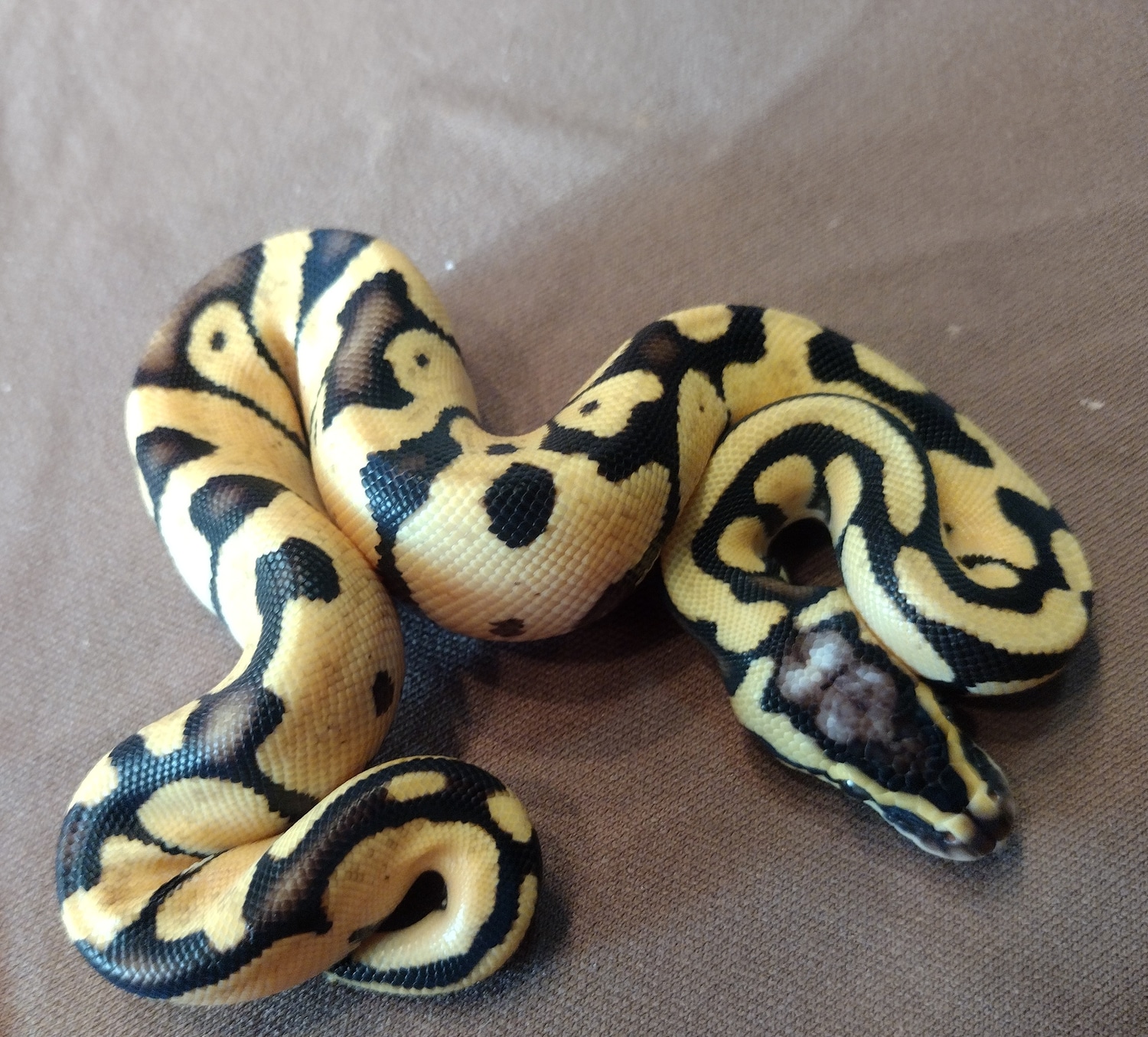 Pastel Enchi Orange Dream Ball Python by Still ball pythons MorphMarket