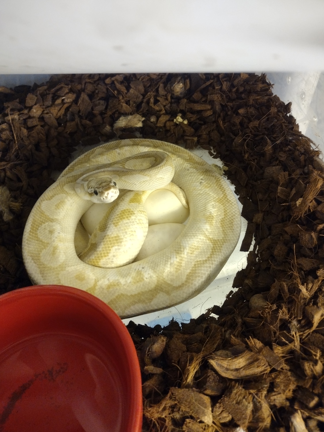 Pewter Queen Bee Ball Python by Still ball pythons - MorphMarket