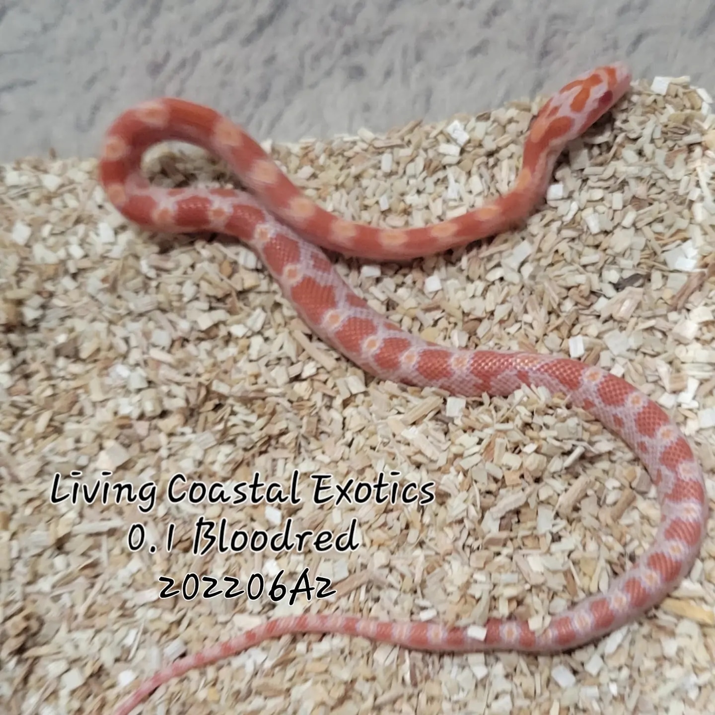 Bloodred Corn Snake by Living Coastal Exotics MorphMarket