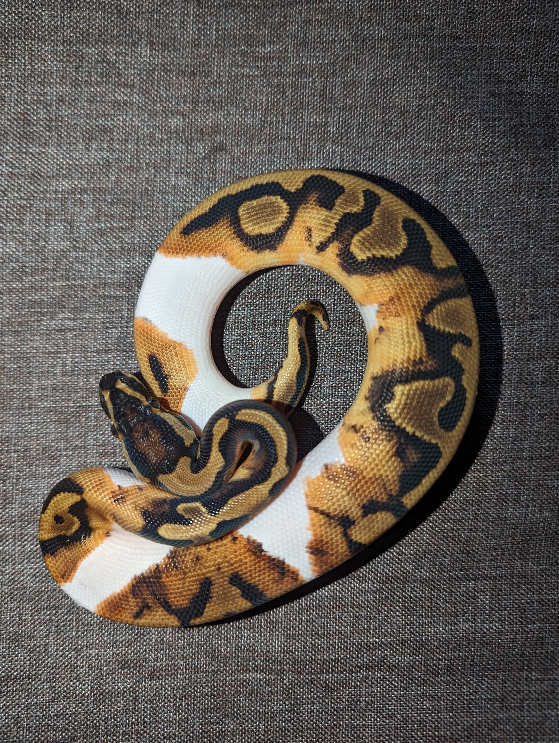 Pied Het Albino Ball Python by Stoaty's Serpents - MorphMarket