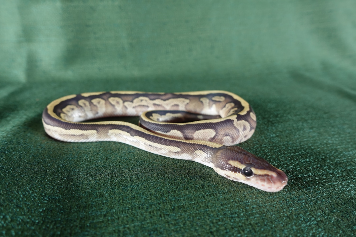 2022 (Mojave - Fire Pairing) - BB3 Ball Python by Stocker Reptiles ...
