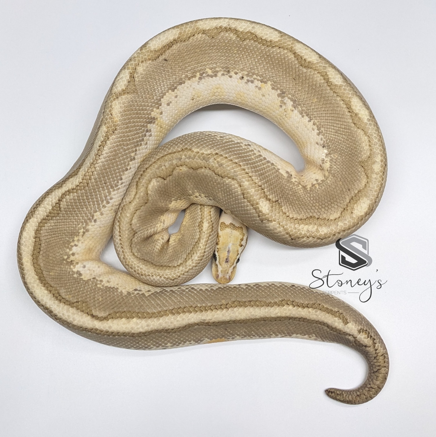 Pastel Bamboo Woma Ball Python by Stoney's Serpents - MorphMarket