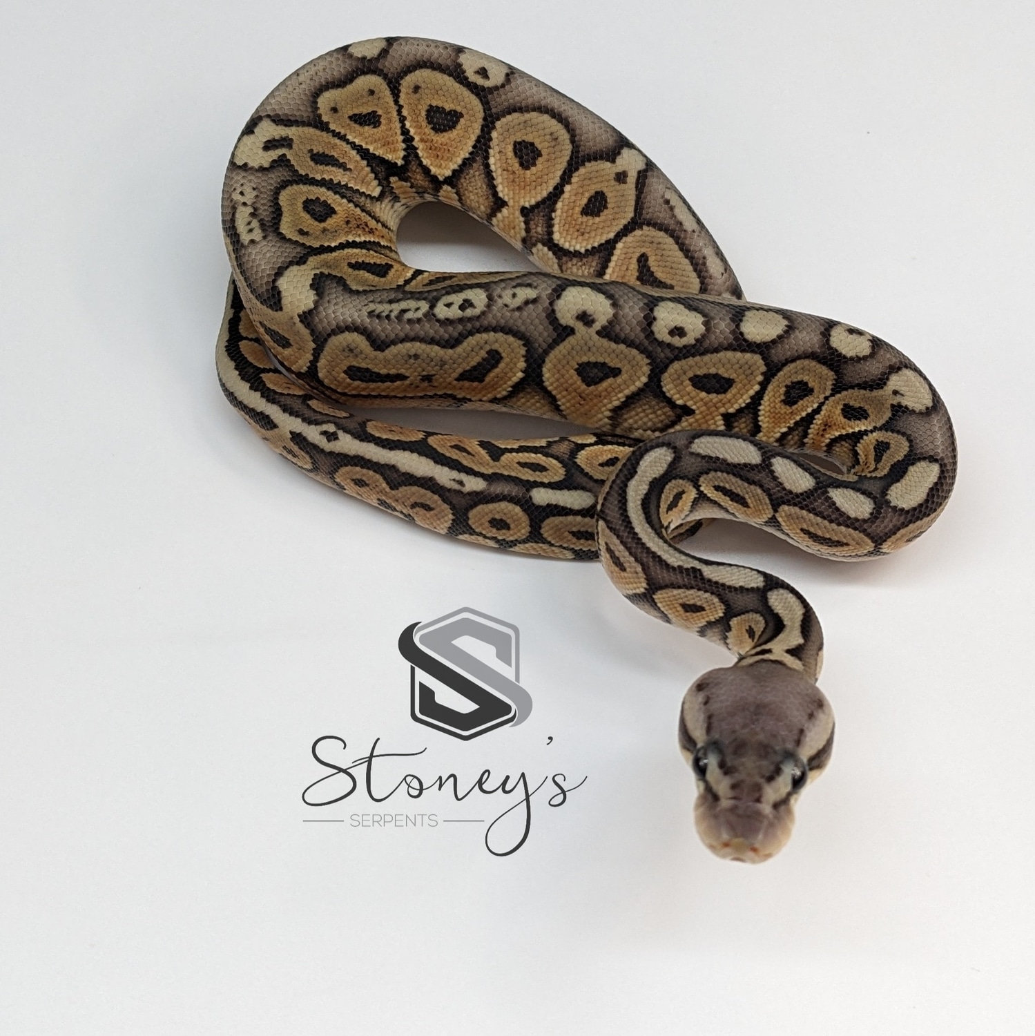Pastel Orange Ghost Hra Ball Python by Stoney's Serpents MorphMarket