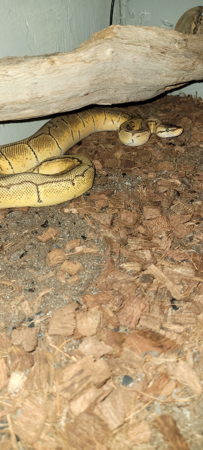 Lemon Blast Ball Python by Sick&twisted ball pythons - MorphMarket
