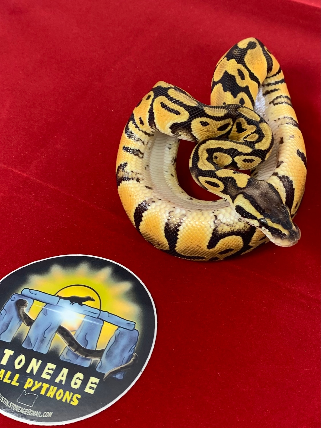 Pastel Het Clown Ball Python by StoneAge Ball Pythons MorphMarket
