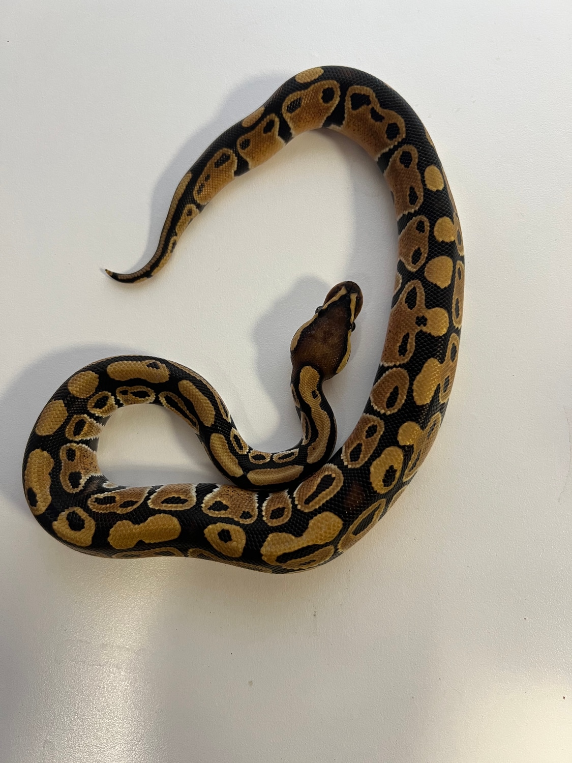 Normal Het Clown Ball Python by Stone Cold Serpents - MorphMarket