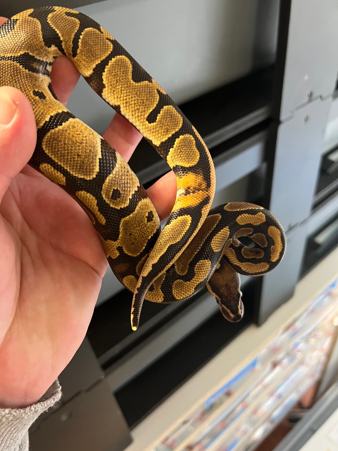 Normal Het Pied Het Candy Ball Python by Stone Cold Serpents - MorphMarket