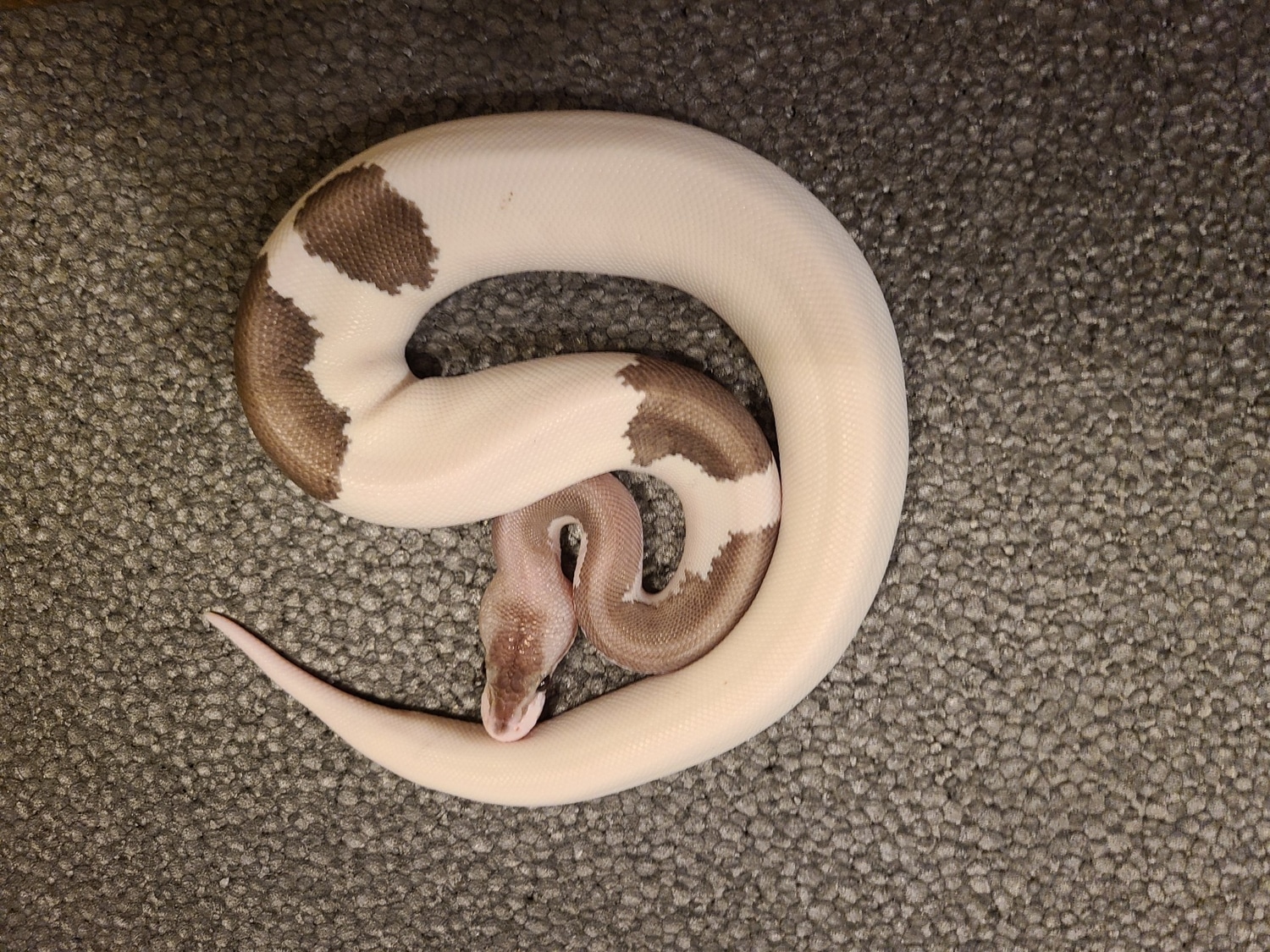 Grey Matter Ball Python by Stone Cold Serpents - MorphMarket