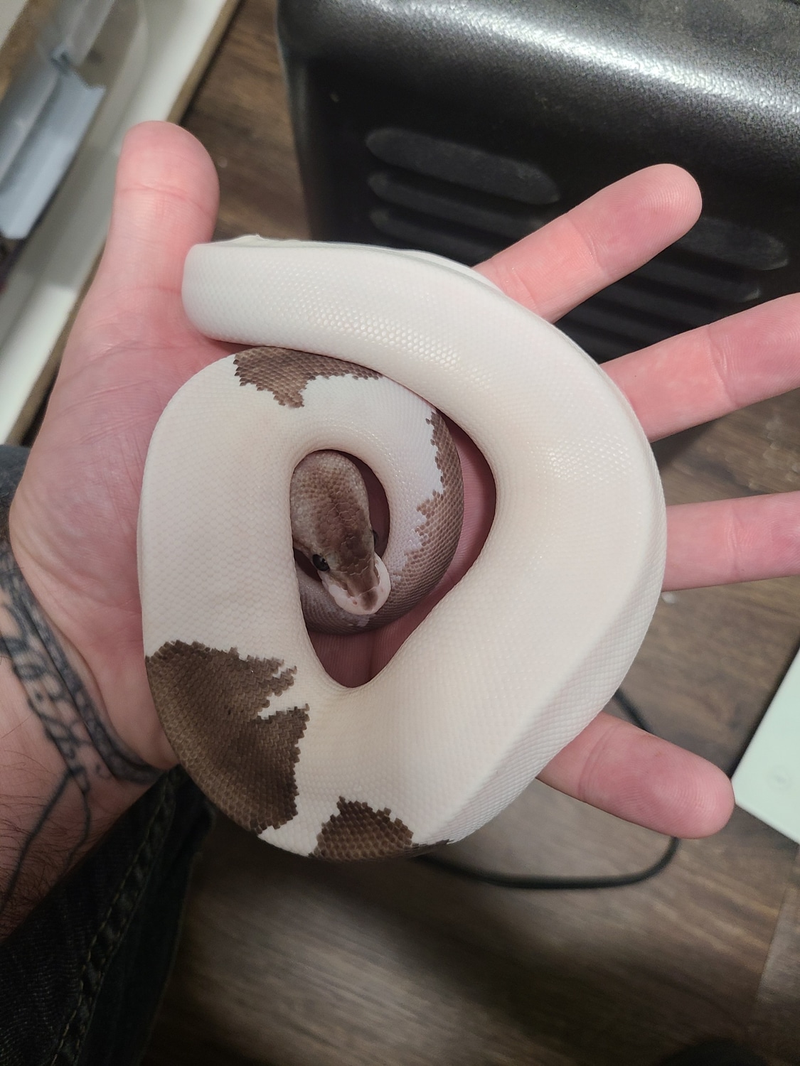 Grey Matter Ball Python by Stone Cold Serpents - MorphMarket