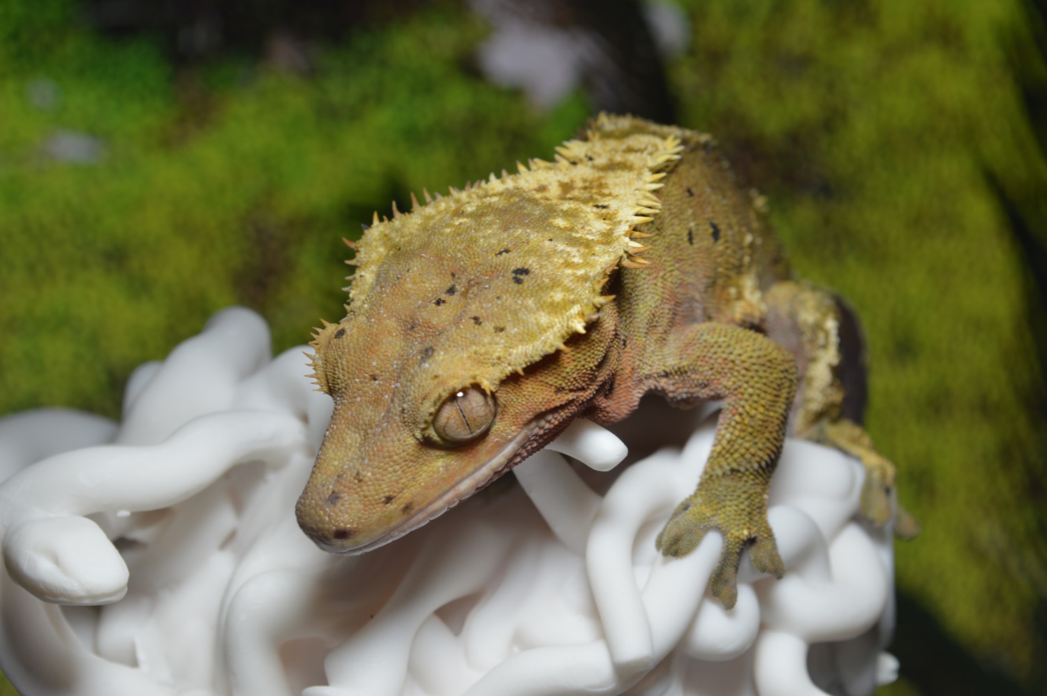 Argyle Crested Gecko by Stone Haven Geckos LLC MorphMarket