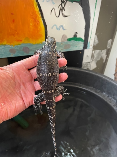 Axanthic USCBB Water Monitor by Wes's Reptiles