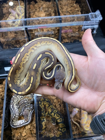 Black Magic Python Black Magic Het Pied Ball Python by R and C Reptiles