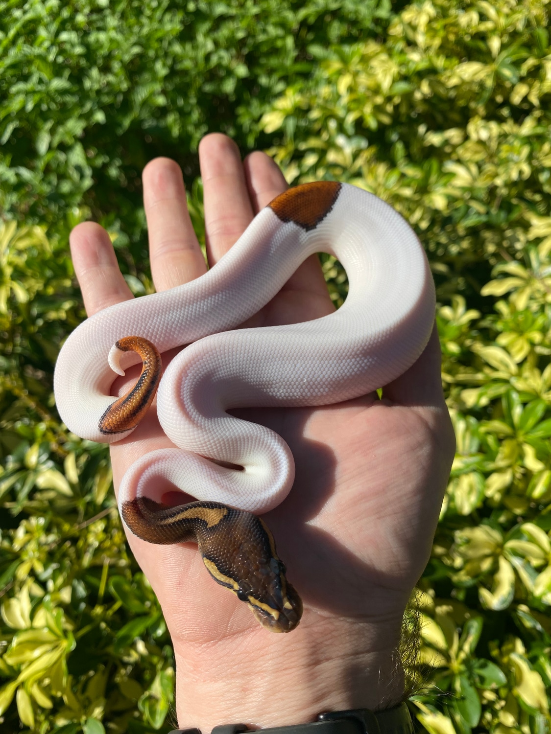 Cinnamon Pied Ball Python by R and C Reptiles - MorphMarket