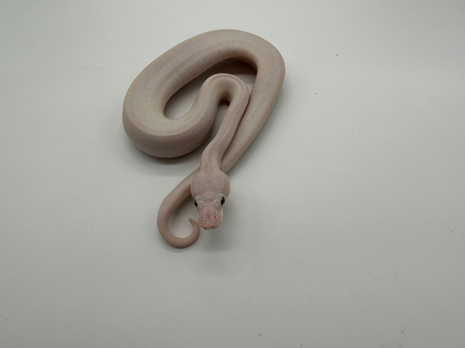 Banana Super Lesser Poss Adder, Het Red Axanthic Ball Python by R and C Reptiles MorphMarket