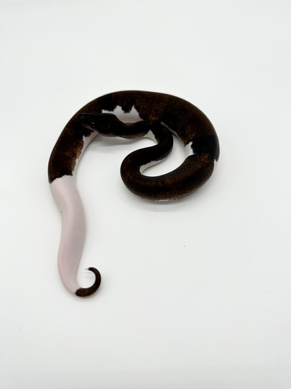 Suma Pied Poss YB Ball Python by R and C Reptiles